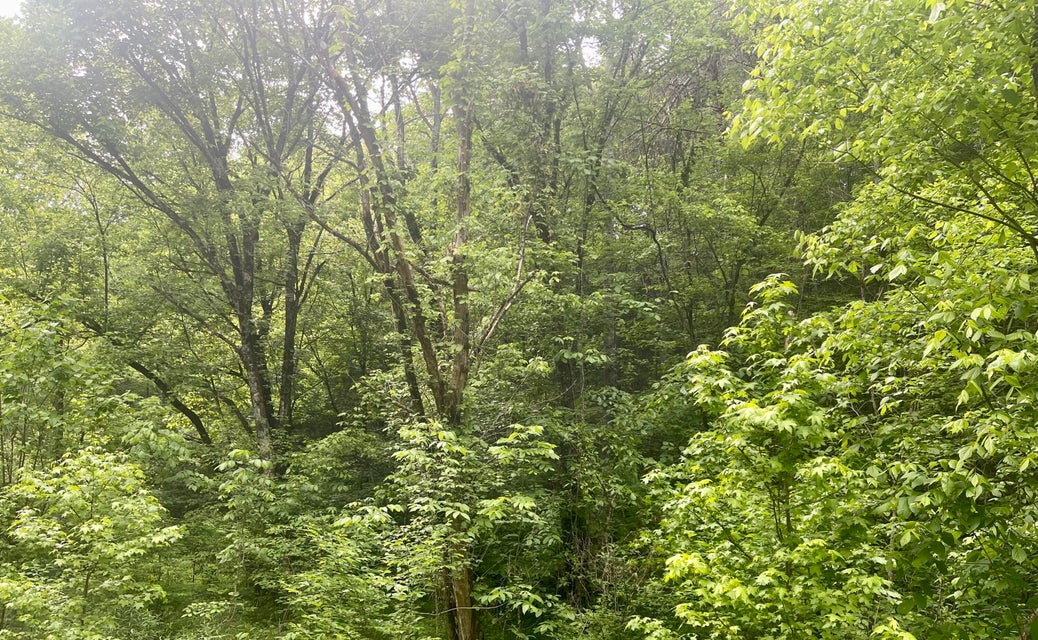 Photo #10: Lot 11-12 Speedwell Church Road