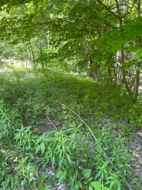 Photo #10: Tbd Roan Ladder Road