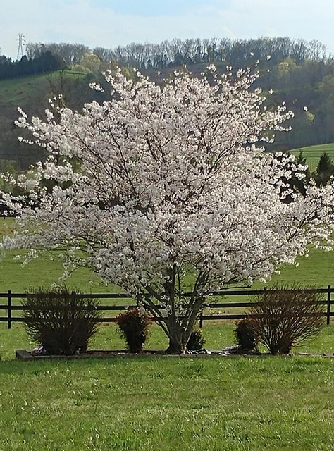 Photo #72: 5190 Baileyton Road