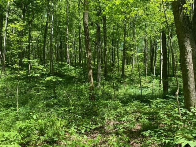 Photo #17: 494 Rodefer Hollow Road