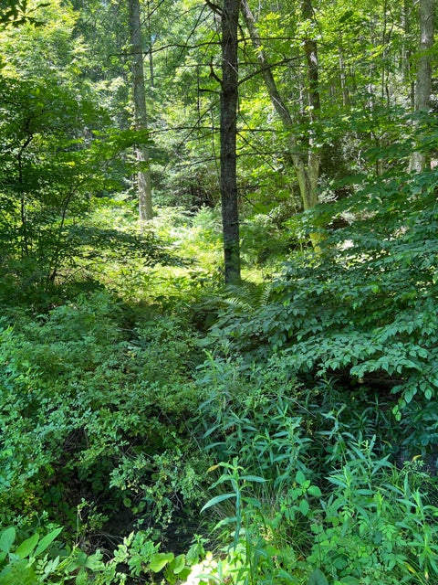 Photo #4: Tbd Deer Run Road
