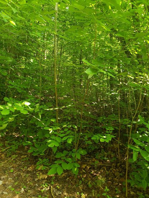 Photo #3: Tbd Wild Rose Lane