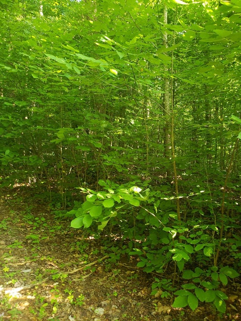 Photo #4: Tbd Wild Rose Lane