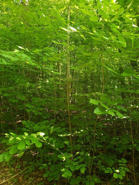 Photo #5: Tbd Wild Rose Lane