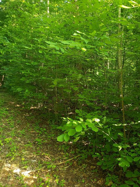Photo #6: Tbd Wild Rose Lane