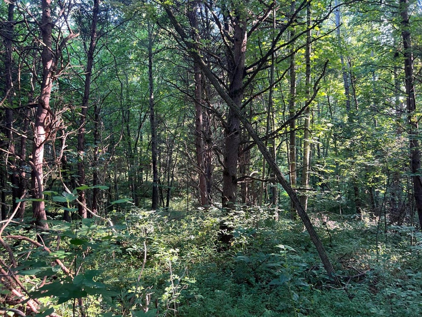 Photo #12: Tbd Highway 81