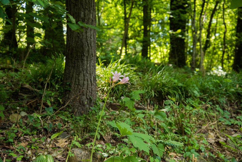 Photo #13: 1237 Tanglewood Drive