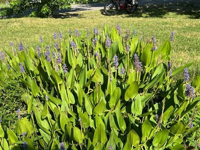 Photo #10: 13062 Litchfield Road