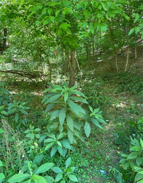 Photo #8: Tbd Large Hollow Road