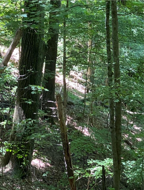 Photo #14: Tbd Large Hollow Road