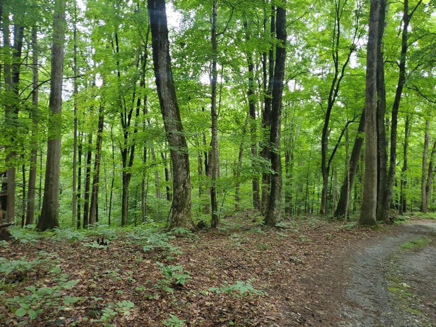 Photo #15: Lot 7 & 5.76 Acres -Hickory Springs Road