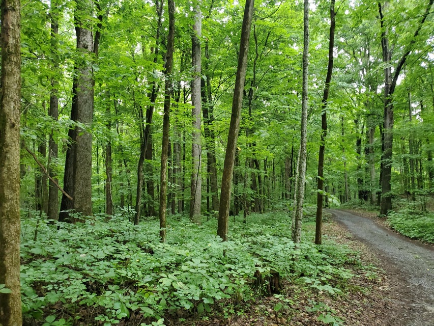 Photo #18: Lot 7 & 5.75 Acres -Hickory Springs Road