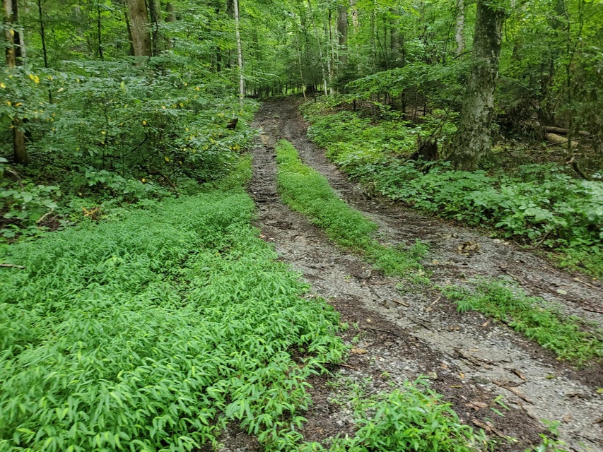 Photo #23: Lot 7 & 5.76 Acres -Hickory Springs Road