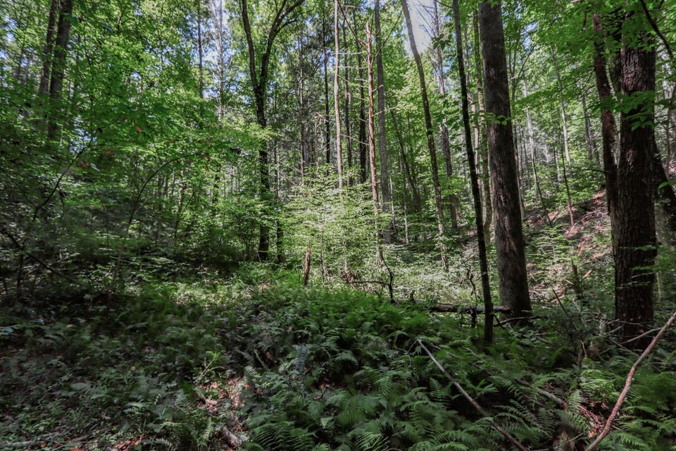 Photo #26: 5 Ac Wolf Creek Road