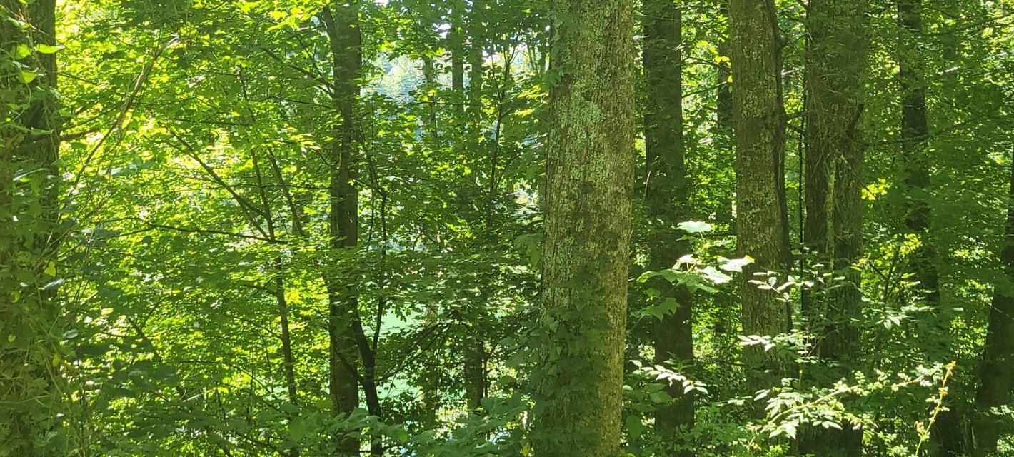 Photo #8: Tbd Mountain Wynd Drive