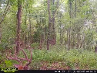 Photo #49: 163 Chock Creek Road
