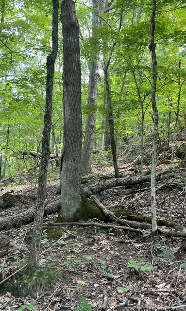 Photo #42: Tbd Holston Street