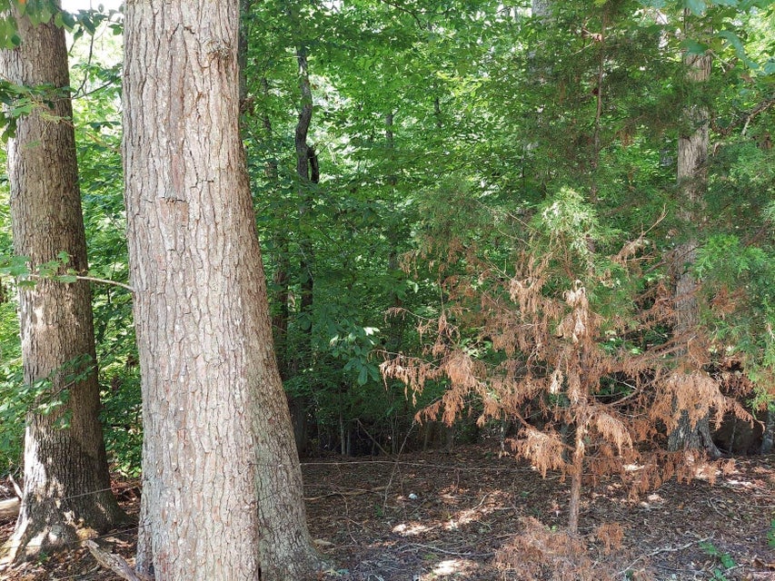 Photo #6: Lt 875-877 Stoneway Place & Tyler Court
