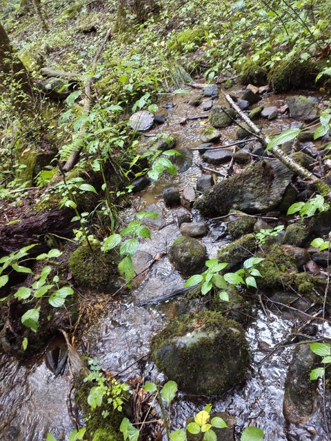 Photo #8: Tbd Dyer Road