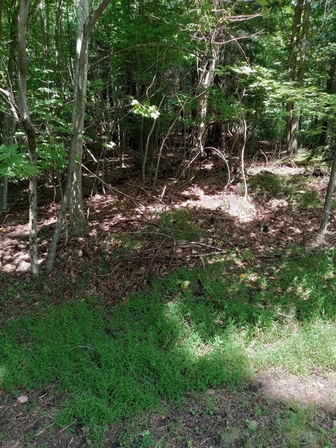 Photo #8: Tbd Chestnut Ridge Trail