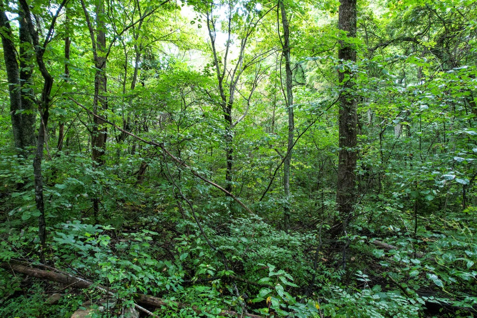 Photo #33: 3684 Collier Loop