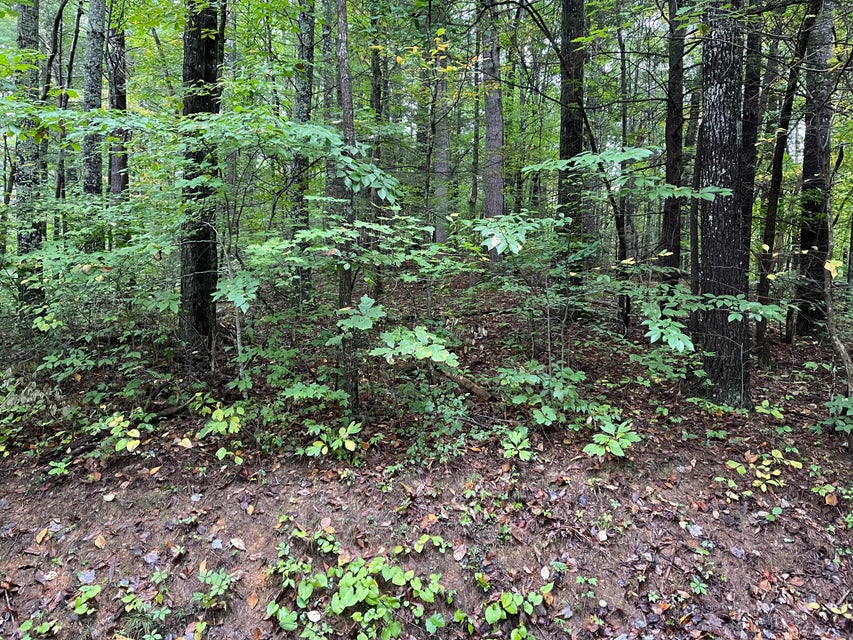Photo #2: Tbd Shady Lane