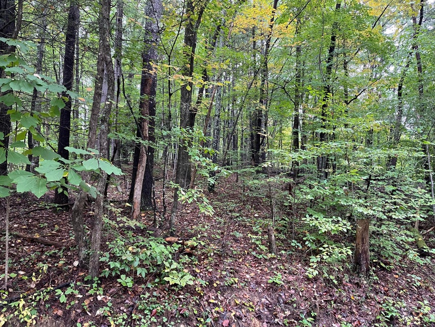 Photo #3: Tbd Shady Lane