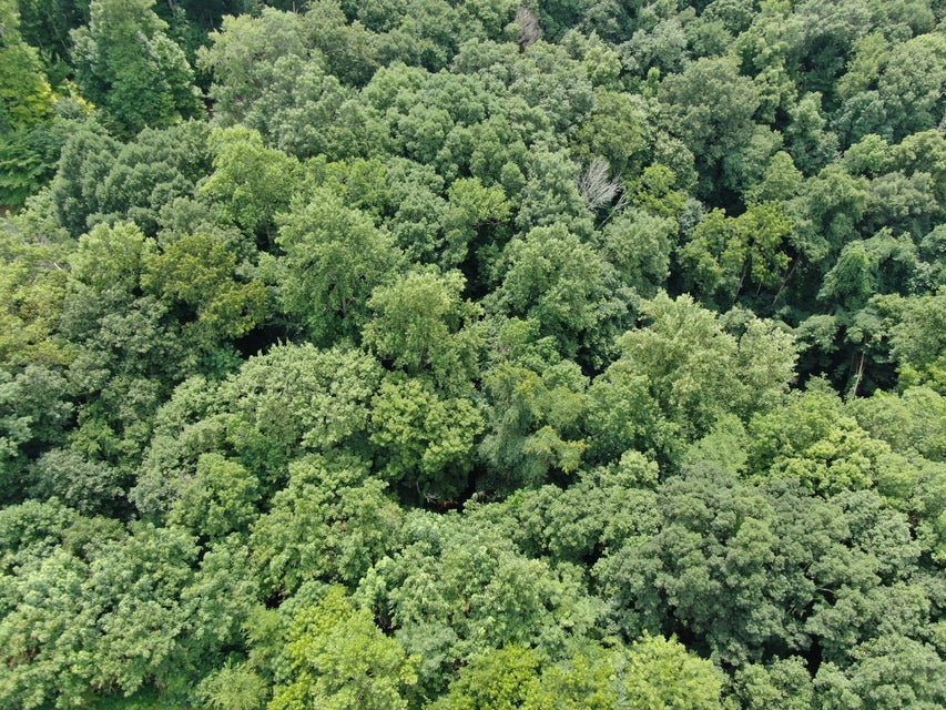 Photo #27: Lot 1 Walnut Bend Drive