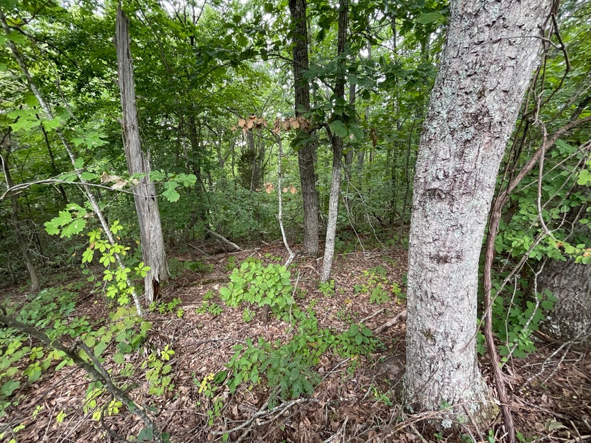 Photo #5: Lot 37 Pecan Tree Lane