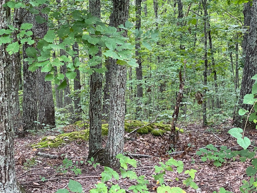 Photo #7: Lot 37 Pecan Tree Lane