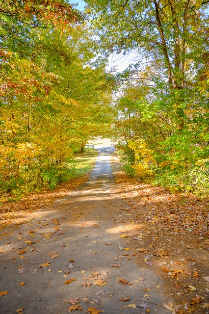 Photo #31: 190 Dosser Lane