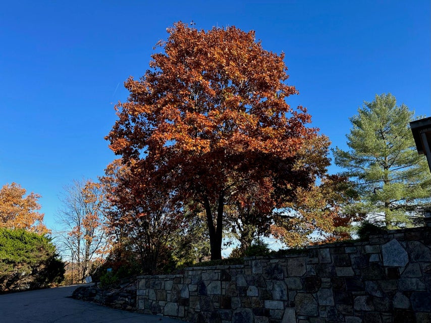 Photo #67: 2011 Mars Hill Road