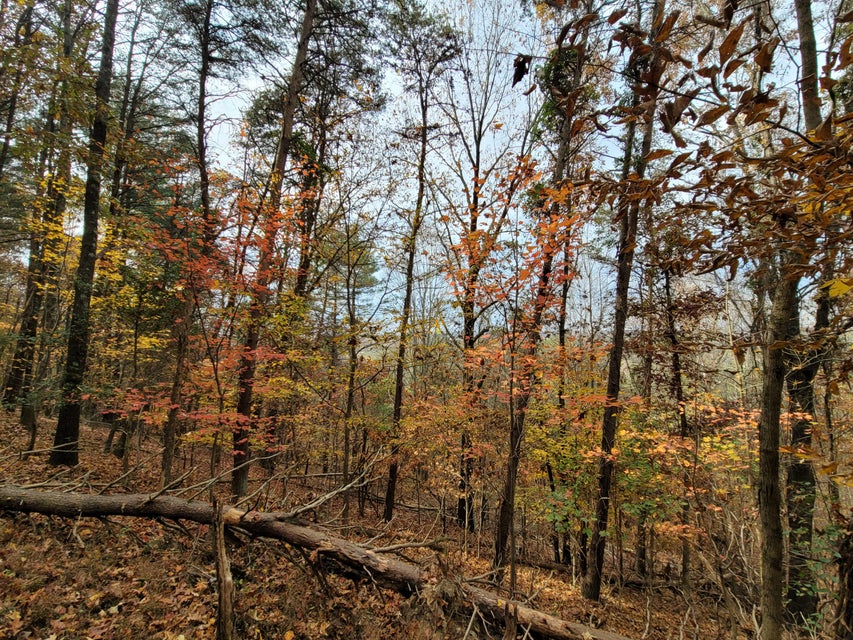 Photo #26: 2744 Ripley Island Road