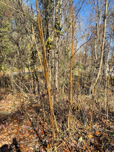 Photo #5: Lot #11 Glencliff Drive