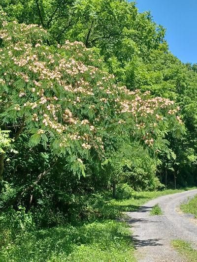 Photo #30: 101 Mabry Road