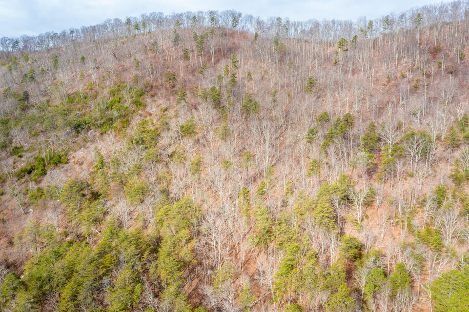 Photo #17: Tract 1 Grassy Creek Road