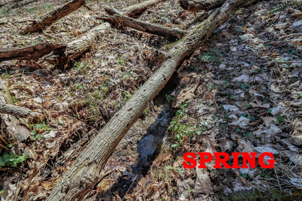 Photo #20: 29 & 29.06 Dogwood Stand Road