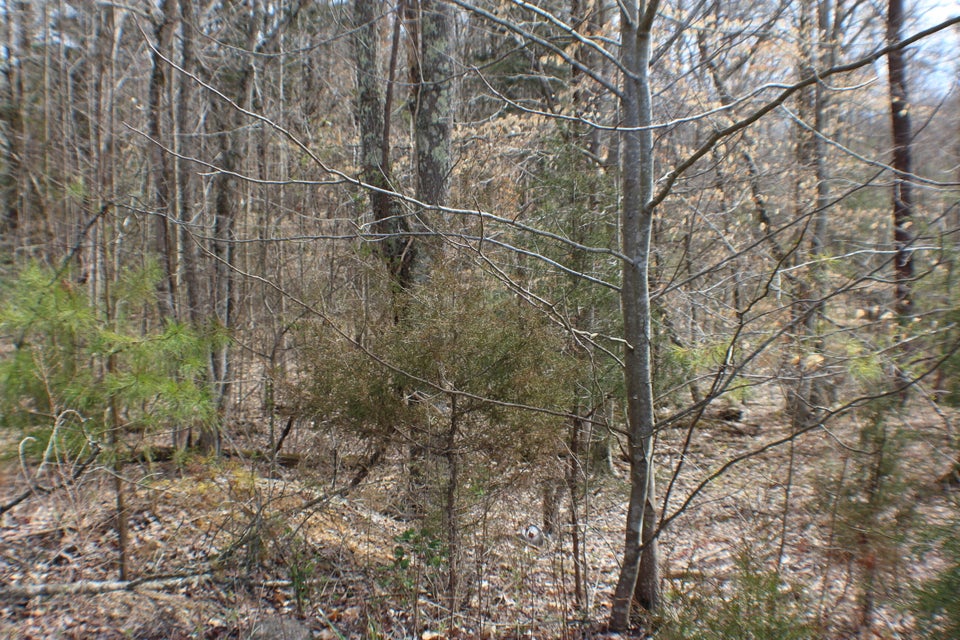 Photo #3: 1026 Wildwood Trail