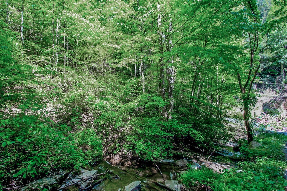 Photo #3: Par. 04.03 Big Creek Road