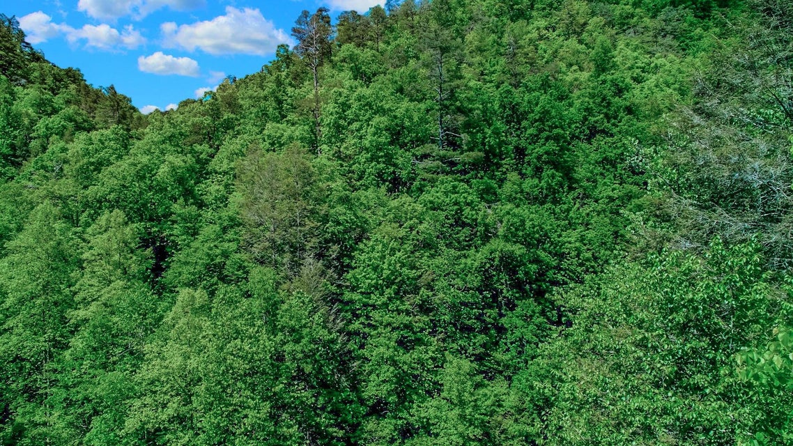 Photo #13: Par. 04.03 Big Creek Road