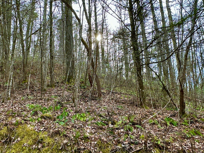 Photo #4: Lot No. 13 Clydesdale Way