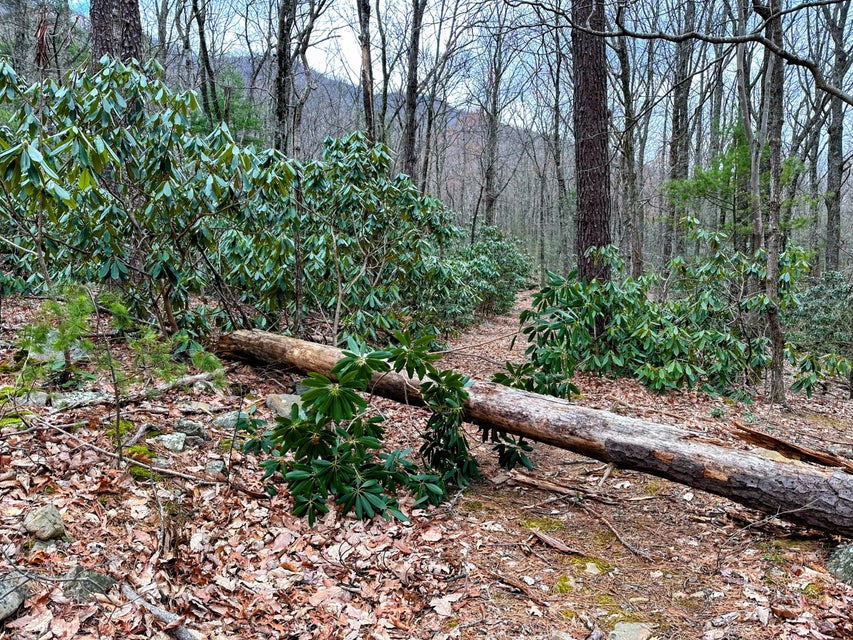 Photo #15: 1900 Old Mountain Road