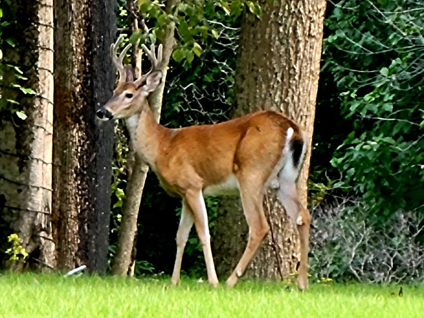 Photo #50: 202 Arrowhead Road