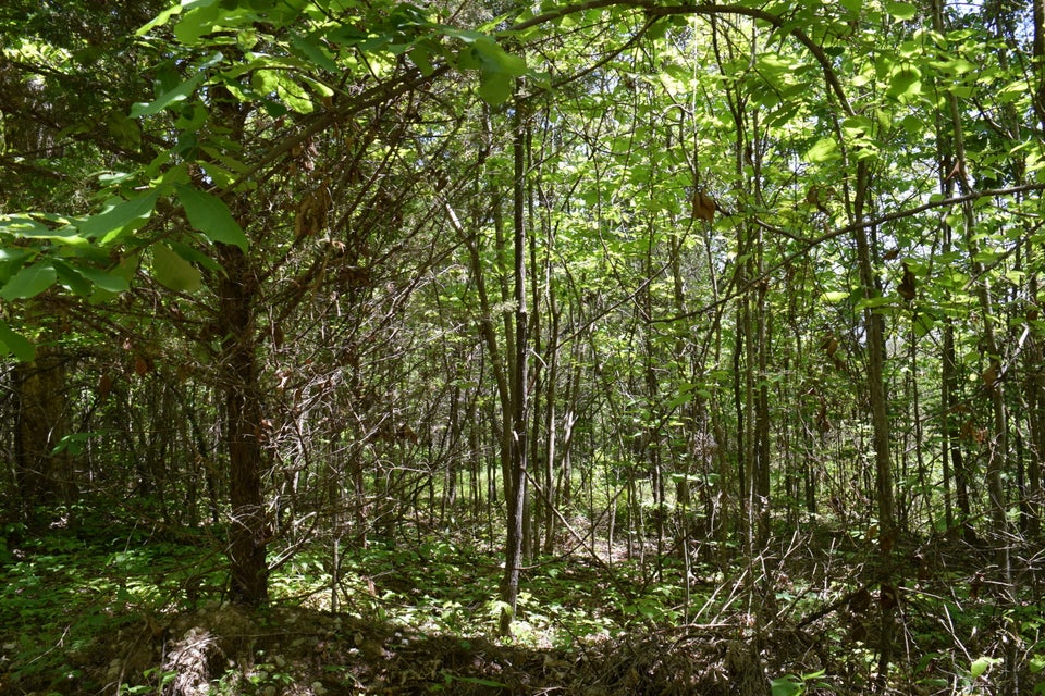Photo #12: 20.8 Acres Molly Hollow Road