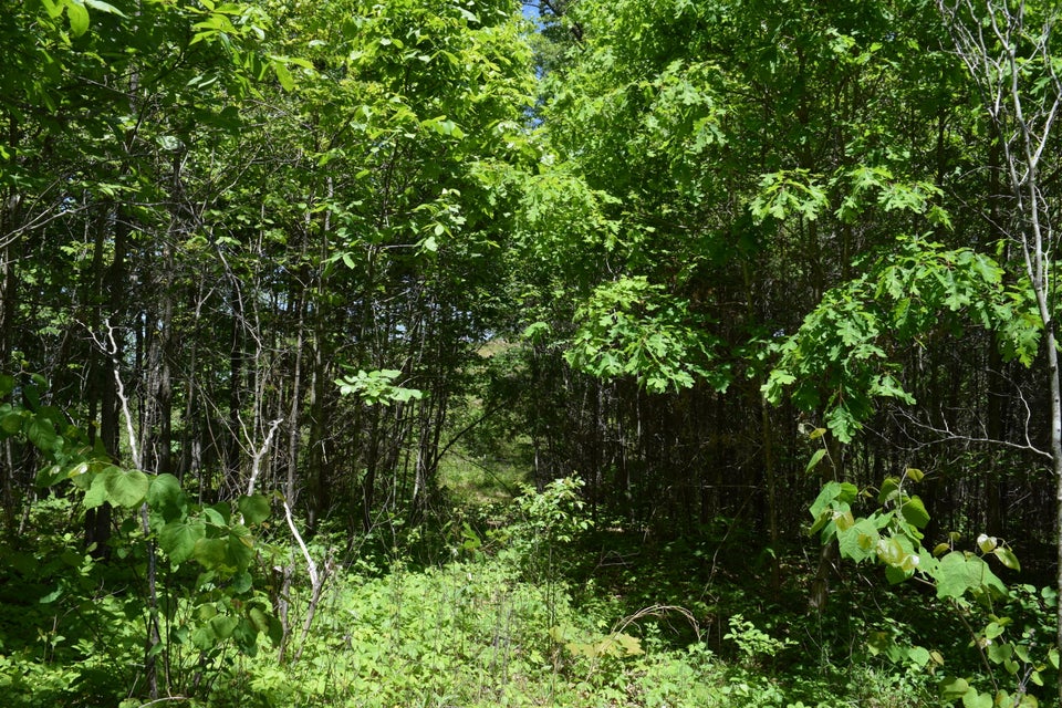 Photo #18: 20.8 Acres Molly Hollow Road