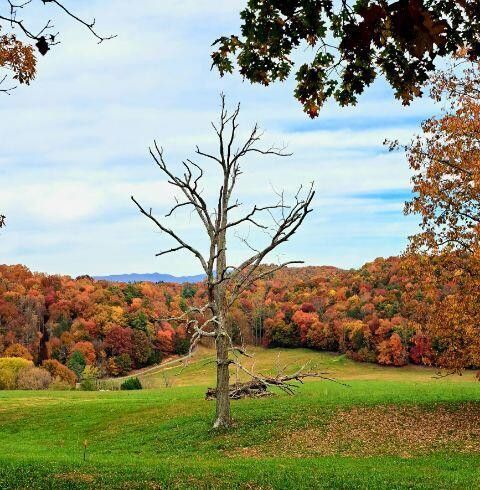 Photo #30: 185 Whispering Pines Road