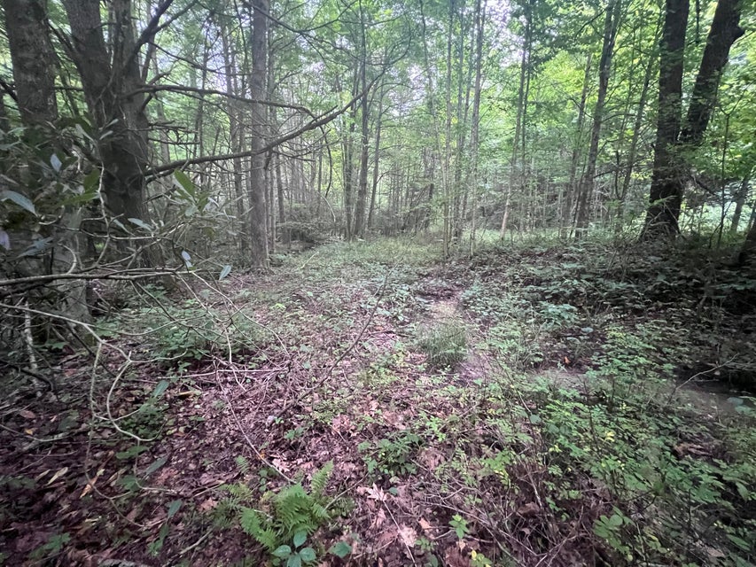 Photo #14: Tbd Nettle Patch 