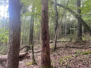 Photo #3: Tbd Poga Road
