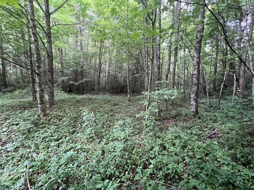 Photo #21: Tbd Nettle Patch 