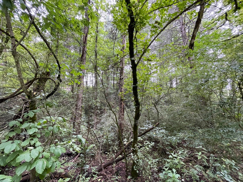 Photo #23: 1466 Green Acres Drive